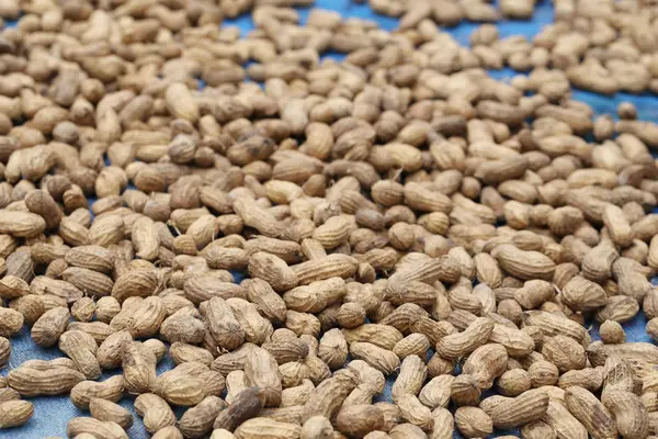 Gedroogd Pinda Met Zonlicht Het Houden Voor Een Lange Tijd — Stockfoto