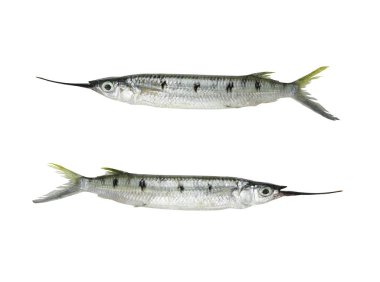 Tropics freshness Needlefish isolated on white background and have clipping paths to easy design in your work. clipart