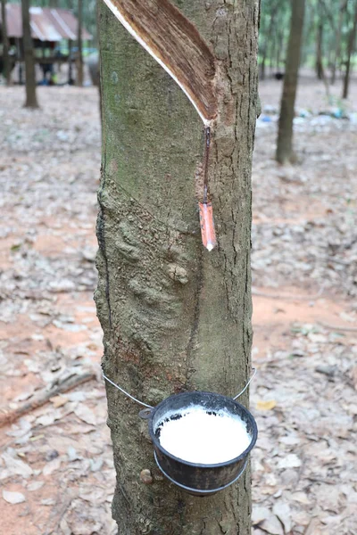 Latex Černé Šálek Plantáže Gumovníku Khon Kaen Provincie Thajsku — Stock fotografie