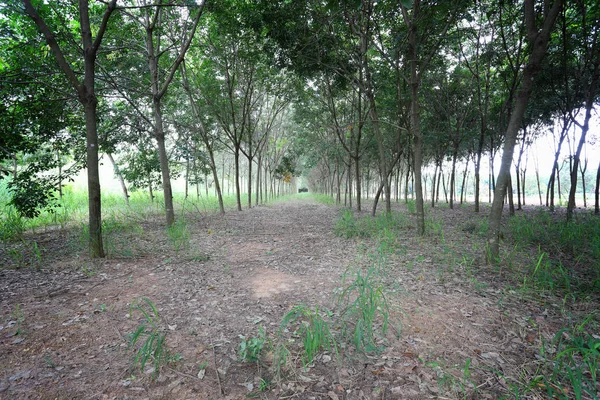 泰国孔凯恩省种植园橡胶树 — 图库照片