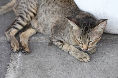 Tay Roan kedileryalan.