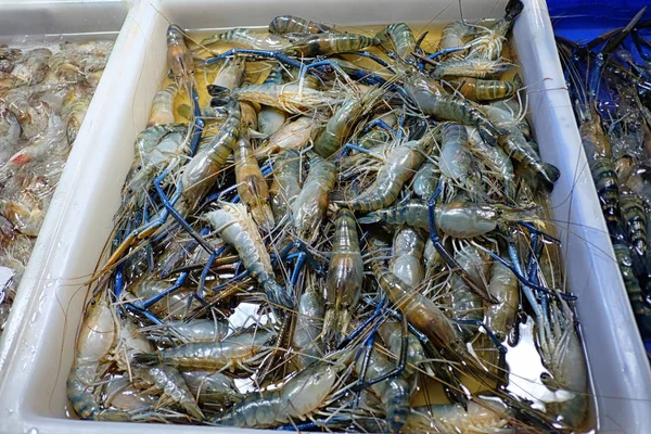 Local River shrimp or Macrobrachium rosenbergii in the thai mark — Stock Photo, Image