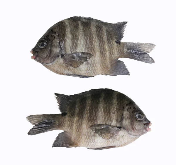 열대 의 Indo 태평양 상사 또는 아부 데프 두프 vaigiensis 물고기 — 스톡 사진