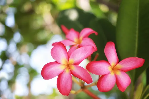 Flores de frangipani rosa o plumeria rosa floreciendo en el árbol en el —  Fotos de Stock