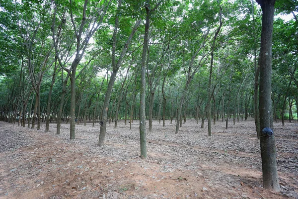 Pohon karet dari perkebunan . — Stok Foto