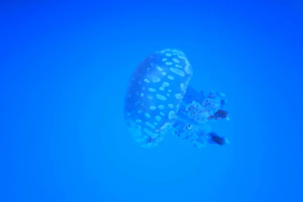 Taza de medusas o pescado Aurelia en el mar sobre fondo azul . — Foto de Stock