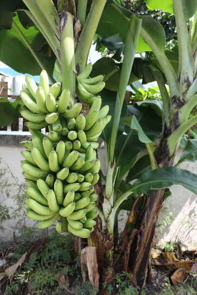 Les bananes sur arbre ne sont pas encore mûres . — Photo