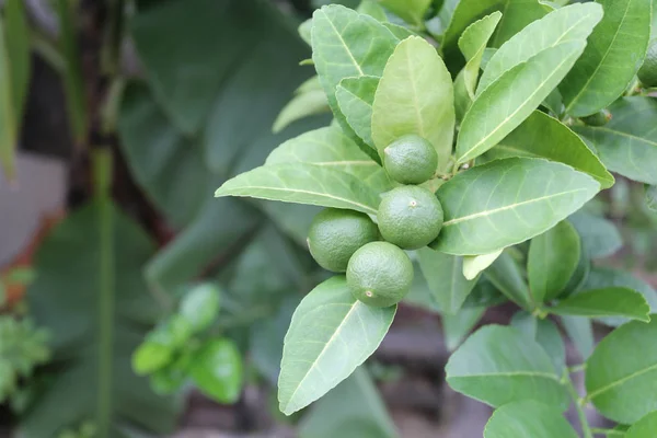 Rå lime eller thailändsk citron på träd. — Stockfoto