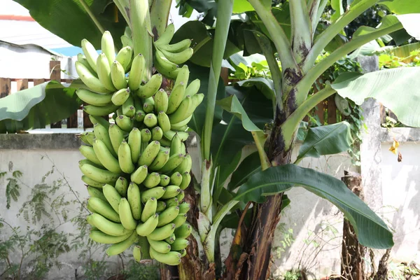 Banany na drzewie nie są jeszcze dojrzałe. — Zdjęcie stockowe