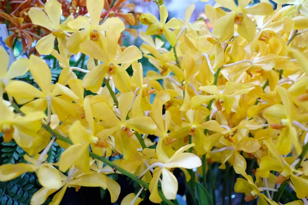 Las orquídeas amarillas están floreciendo . —  Fotos de Stock