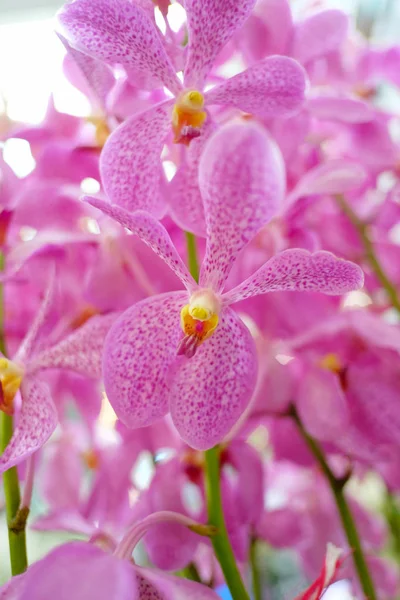 Orquídeas cor-de-rosa estão florescendo . — Fotografia de Stock