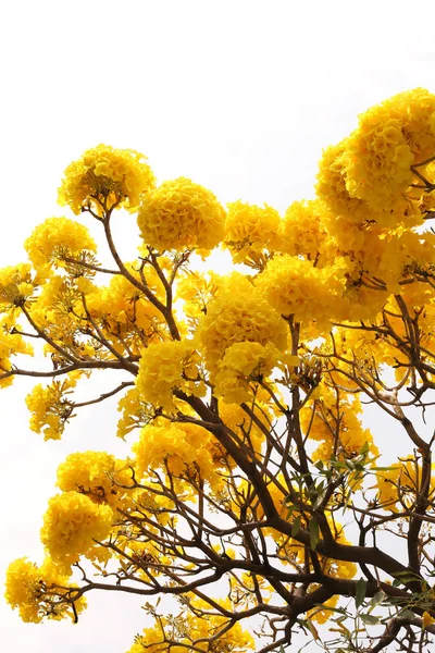 Gele Tabebuia bloem in bloei op boom geïsoleerd op wit. — Stockfoto