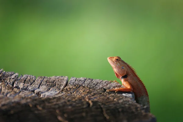 Brown chameleon animal hang on stump. — Stock Photo, Image