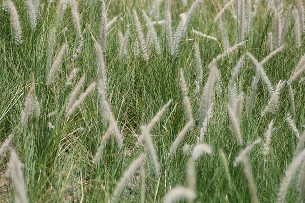 Fiori di erba marrone stanno fiorendo nel prato verde . — Foto Stock