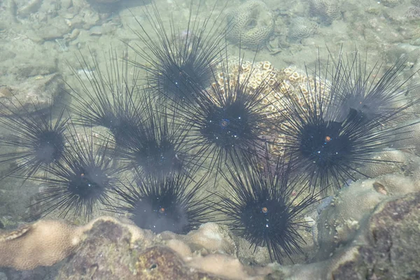 Black Sea urchin on stone in sea. — Stock Photo, Image