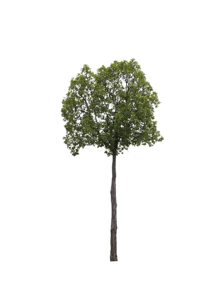 Tropikalne drzewo odizolowane na białym tle. — Zdjęcie stockowe