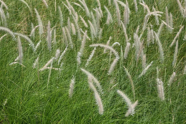 Bruna gräs blommor blommar i den gröna ängen. — Stockfoto