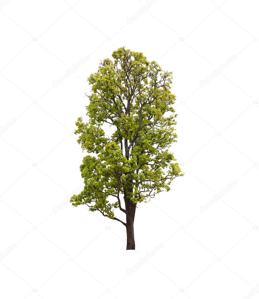 Tropical tree isolated on white background.