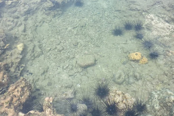 Black Sea urchin on stone in sea. — Stock Photo, Image