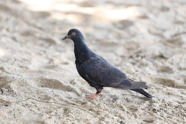 Pigeons marchant sur le sable . — Photo