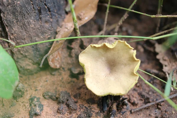 Champignons toxiques tropicaux fleurissant dans la forêt . — Photo