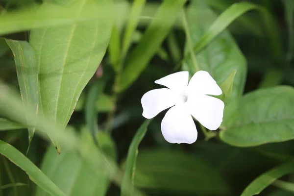 Witte wilde bloemen. — Stockfoto