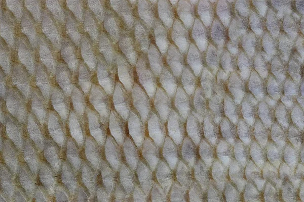 Oppervlak van de vis huid achtergrond weefsel van mariene vis. — Stockfoto