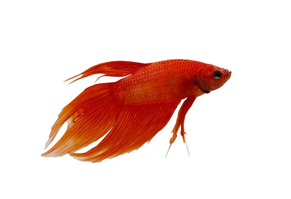 Rote Kampffische isoliert auf weißem Hintergrund. — Stockfoto
