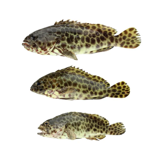 Fettiger Zackenbarsch oder Korallenbarsche Fische isoliert auf weißem Grund. — Stockfoto