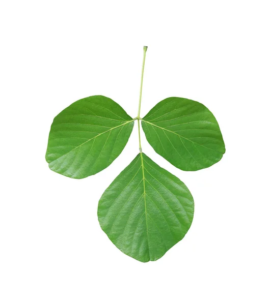 Green leaf of tropical trees isolated on white background. — Stock Photo, Image