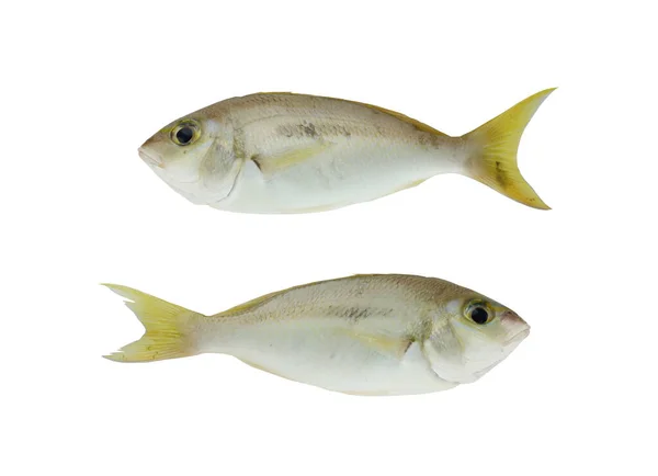 Llattice monocle Bream scolopsis taeniopterus fish isolated on WH — 스톡 사진