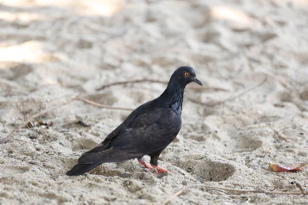 Pigeons walking on the sand. — Stock Photo, Image