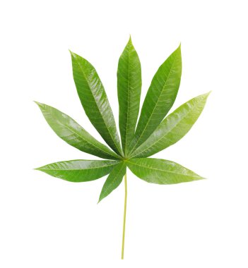 Beyaz arkaplanda yeşil yapraklar izole edilmiş ve kullanışlı ve hızlı kullanmak için kırpma yolları var.