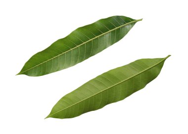 Beyaz arkaplanda yeşil mango yaprakları izole ve kullanışlı ve hızlı kullanmak için kırpma yolları var.