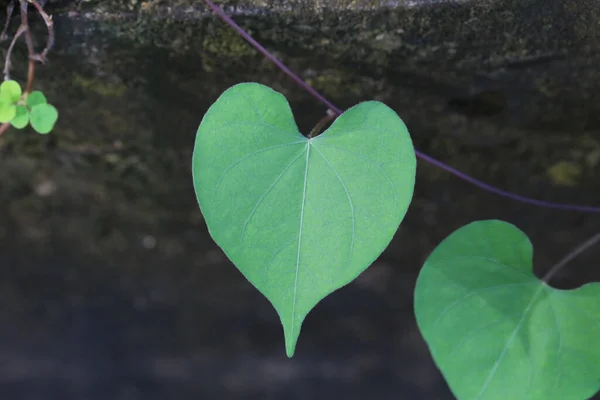 Srdce Tvaru Listí Stromě Zahradě Koncept Lásky Přírody — Stock fotografie