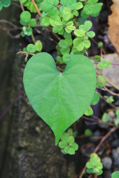 Heart Shaped Leaves Tree Garden Concept Love Nature — Stock Photo, Image