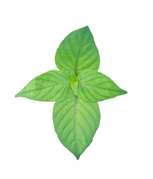Folhas Verdes Isoladas Fundo Branco Têm Caminhos Recorte Para Uso — Fotografia de Stock