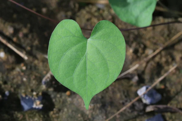 Hartvormige Bladeren Aan Boom Tuin Concept Van Liefde Natuur — Stockfoto