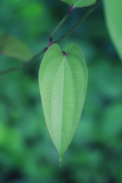 Herzförmige Blätter Baum Garten Konzept Der Liebe Zur Natur — Stockfoto