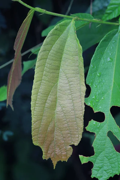 Frisch Grüne Blätter Baum Garten Naturbegriff Leben — Stockfoto