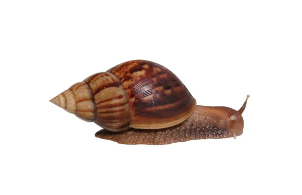 Snail Isolated White Background Gastropod Crawling Have Clipping Paths You — Stock Photo, Image