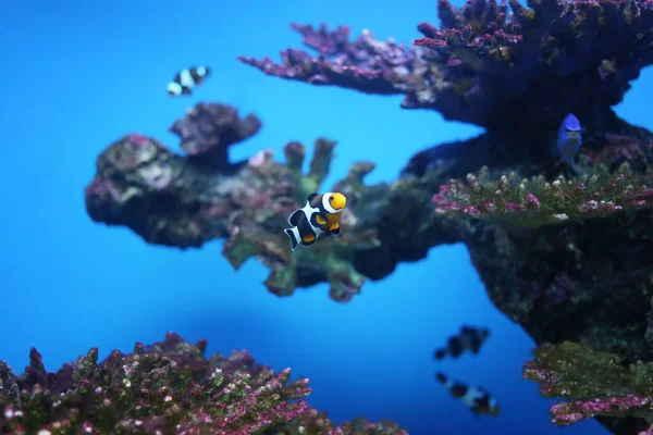 Peces Payaso Arrecifes Coral Mar Peces Marinos Que Son Importantes — Foto de Stock