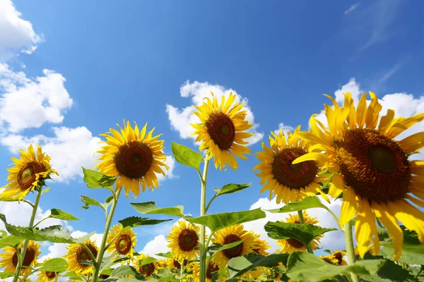 Zonnebloemen Bloeien Een Bule Hemel Achtergrond Hebben Kopieerruimte — Stockfoto