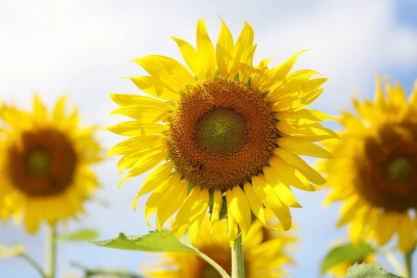 Los Girasoles Están Floreciendo Luz Del Sol Día Claro Tienen —  Fotos de Stock