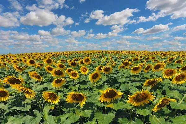 Los Girasoles Están Floreciendo Luz Del Sol Día Claro Tienen —  Fotos de Stock