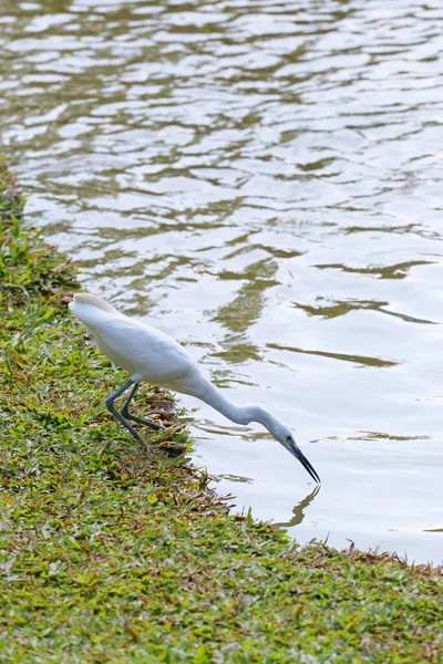 Witte Zilverreiger Pelicaanse Vogel Begint Foerageren Van Kleine Vissen Voor — Stockfoto