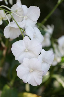 Çiçek bahçesinde beyaz orkideler açıyor. Renkli kır çiçekleri..