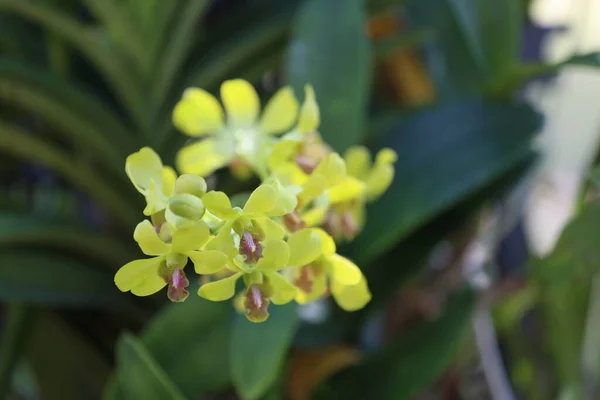 Gelbe Orchideen Blühen Blumengarten Bunte Wildblumen — Stockfoto