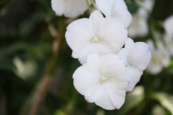 Białe Storczyki Kwitną Ogrodzie Kwiatów Kolorowe Dzikie Kwiaty — Zdjęcie stockowe