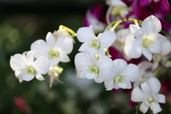 White Orchids Blooming Flower Garden Colorful Wildflowers — Stock Photo, Image